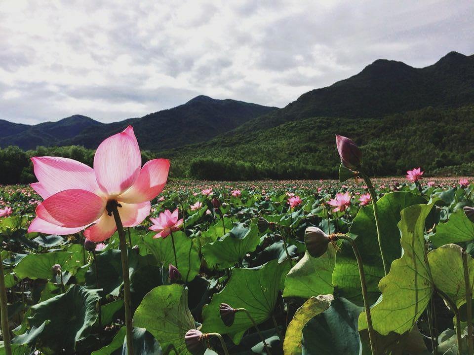 đầm sen trà lý ảnh 2 dam sen tra ly anh 2