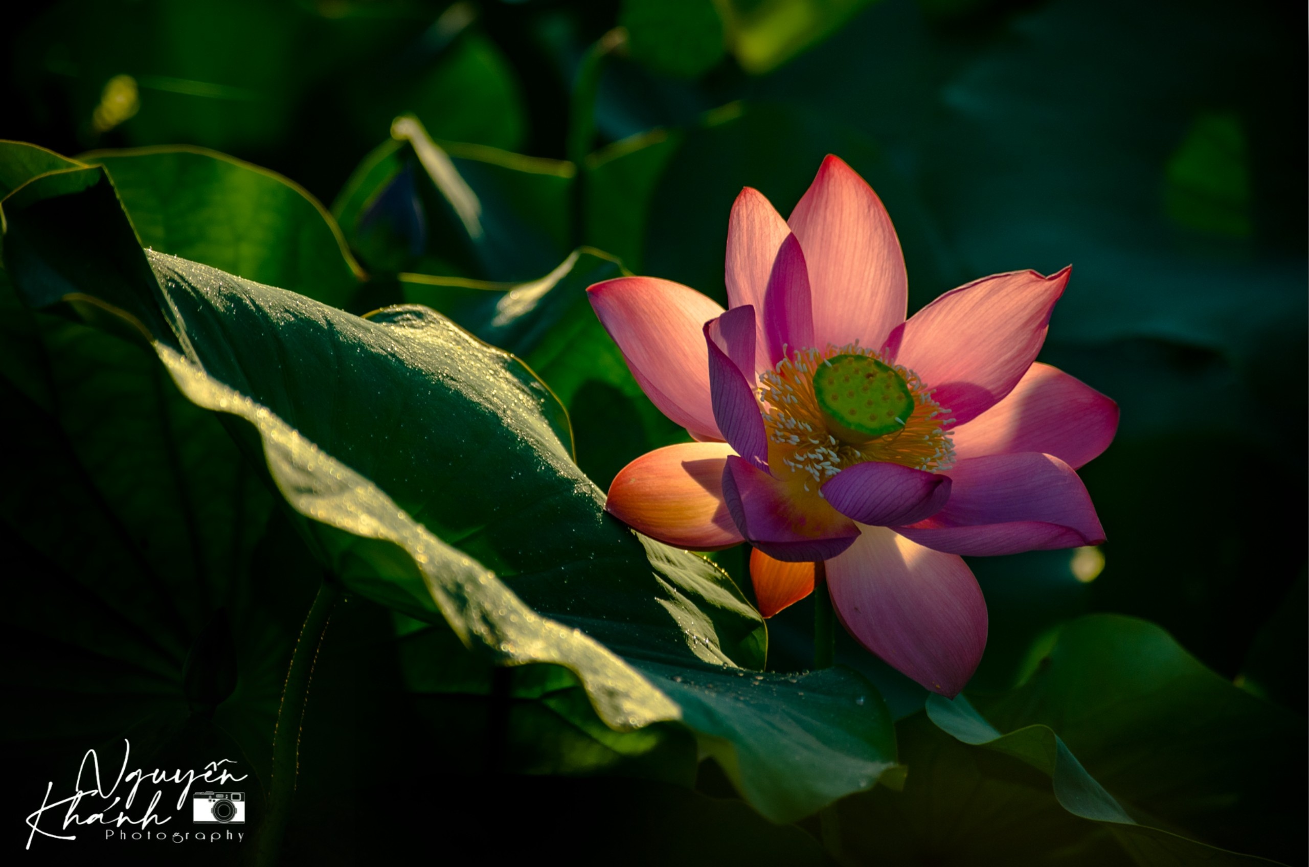 đầm sen trà lý ảnh 9 dam sen tra ly anh 9