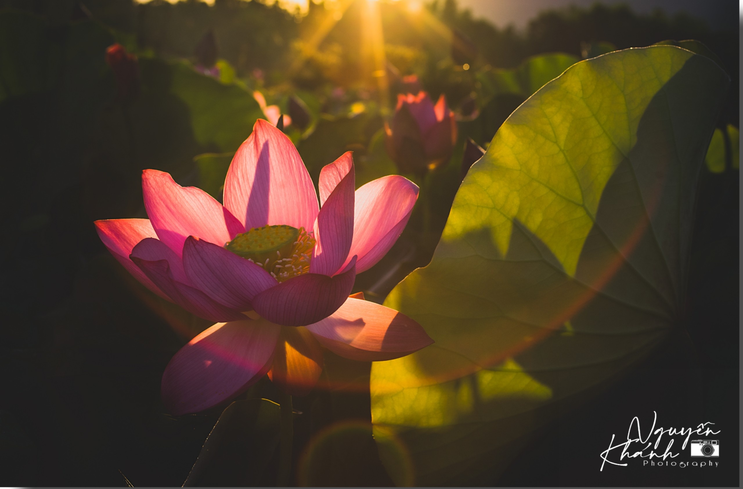 đầm sen trà lý ảnh 8 dam sen tra ly anh 8