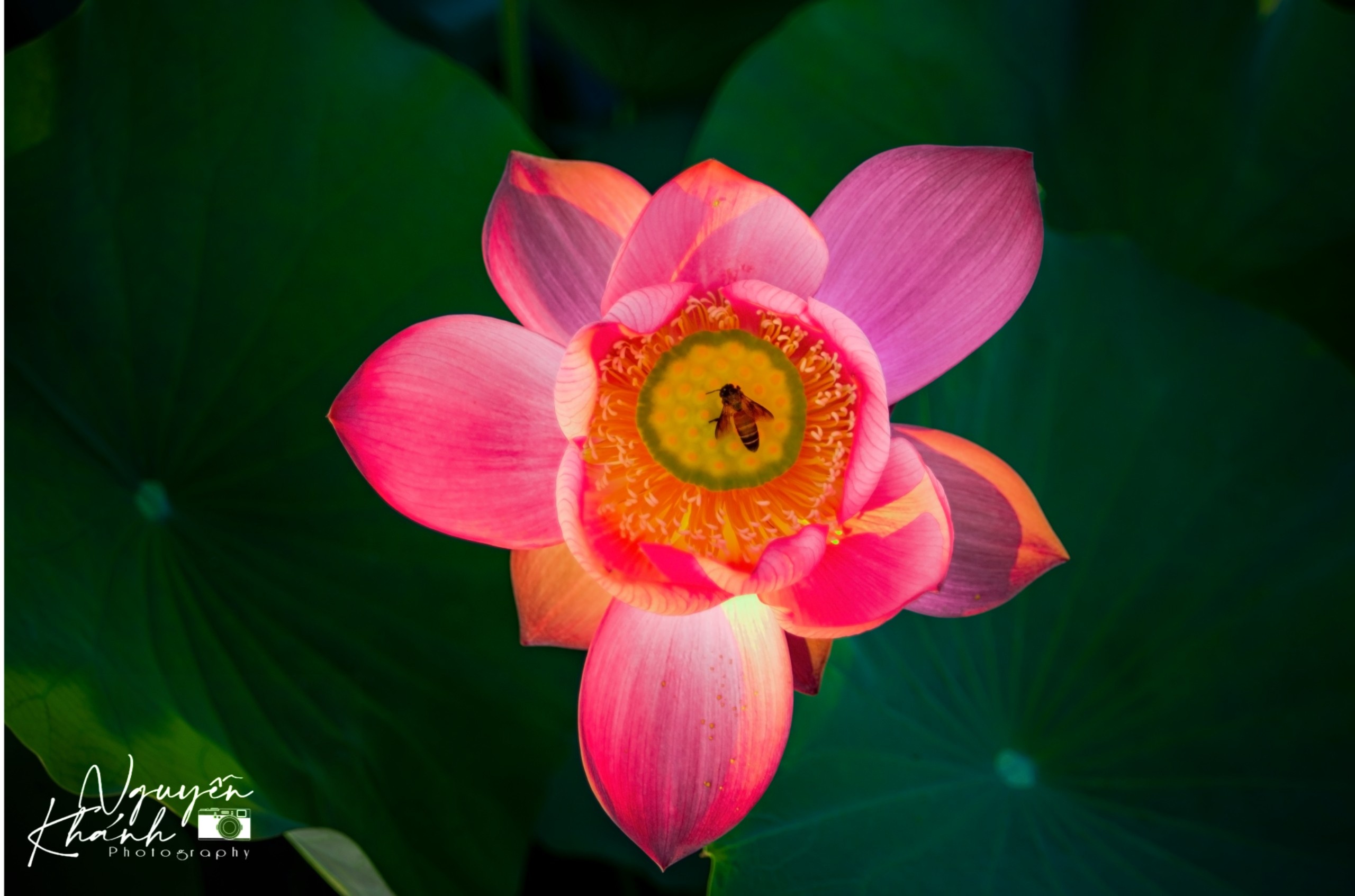 đầm sen trà lý ảnh 6 dam sen tra ly anh 6