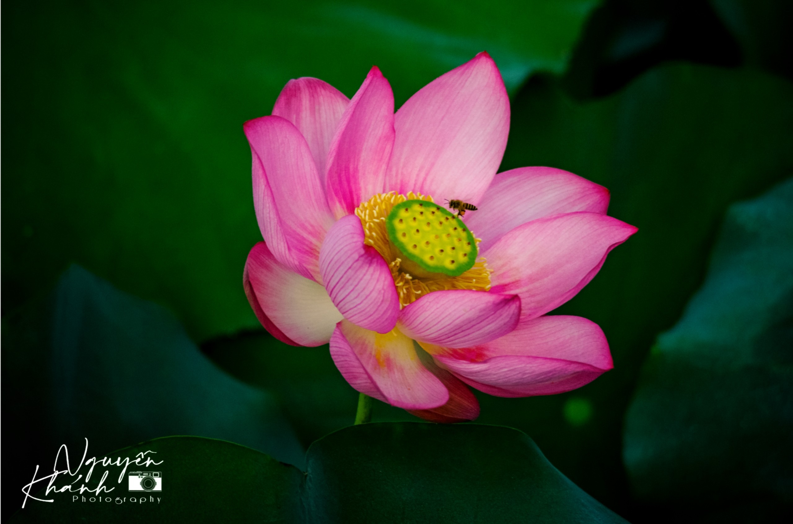 đầm sen trà lý ảnh 5 dam sen tra ly anh 5