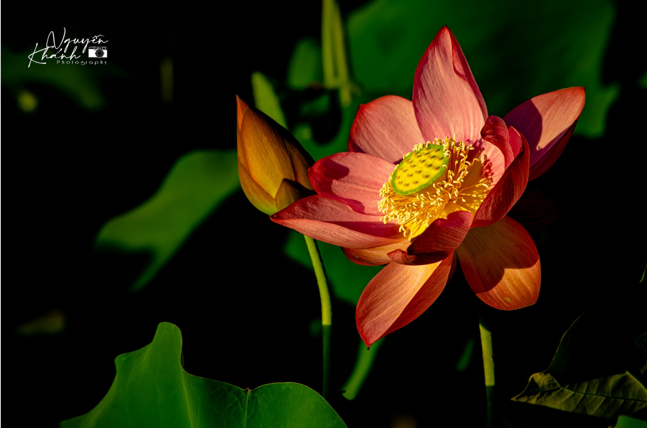 đầm sen trà lý ảnh 4 dam sen tra ly anh 4