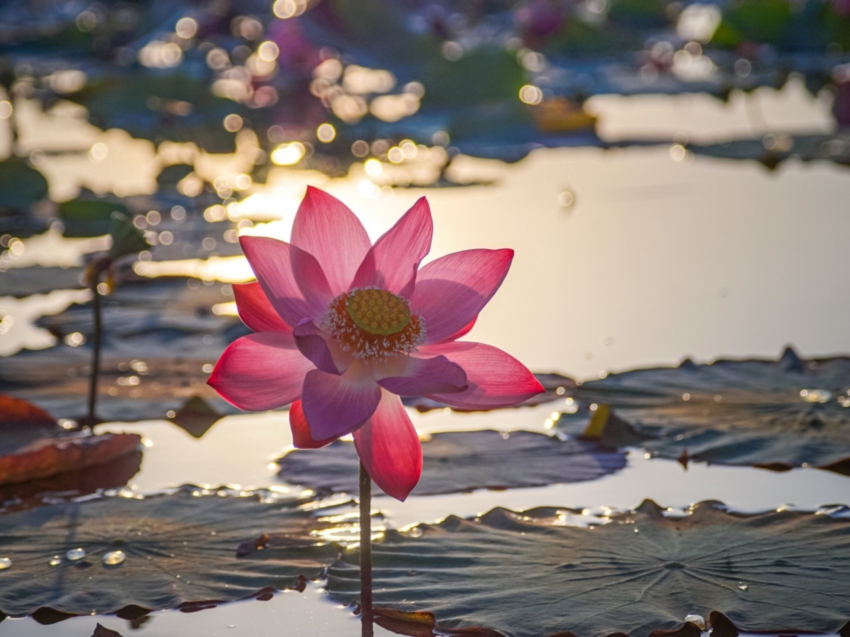 Ve dep hut mat o dam sen Tra Ly xu Quang hinh anh