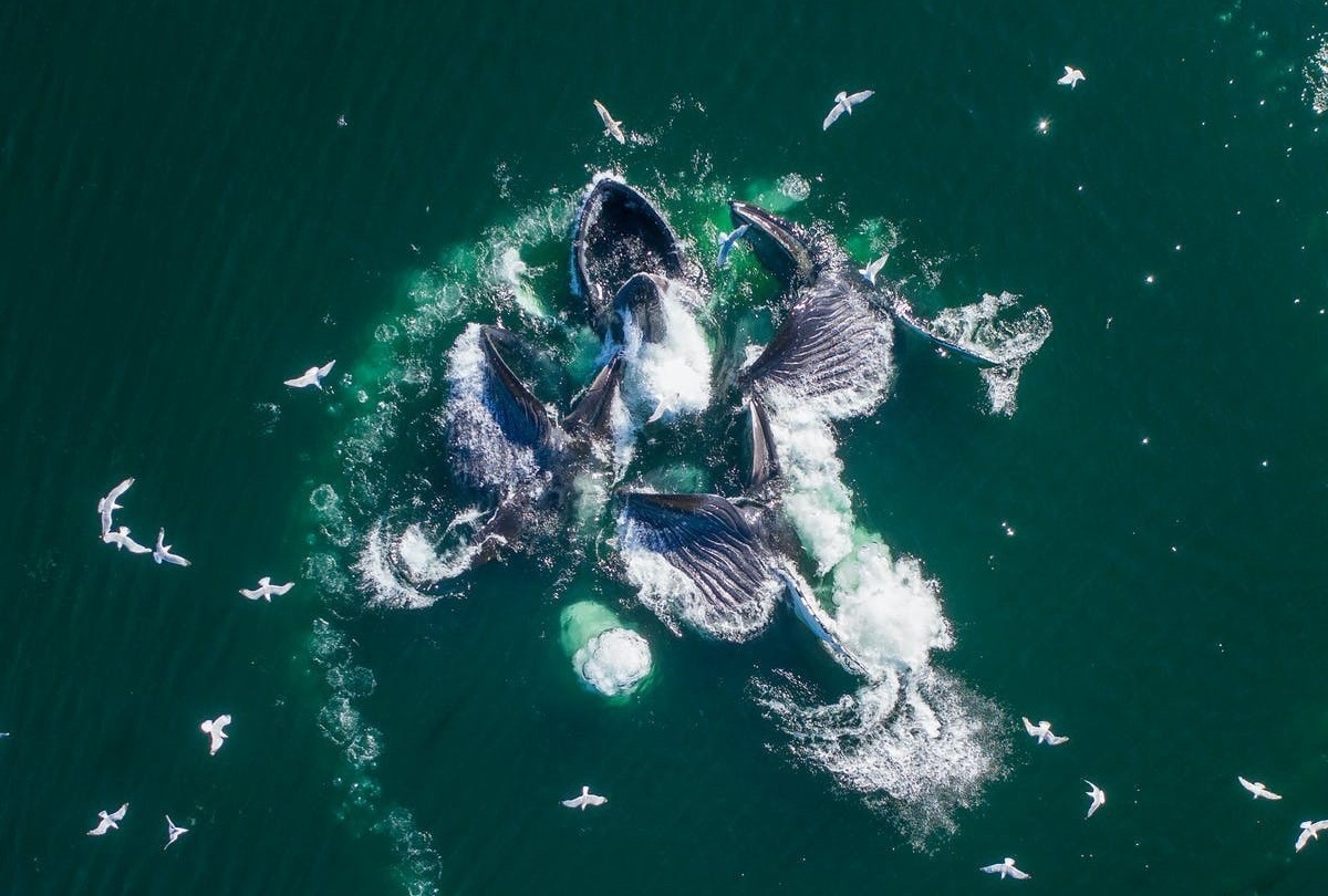 Ca voi lung gu san moi bang bong bong o Australia hinh anh