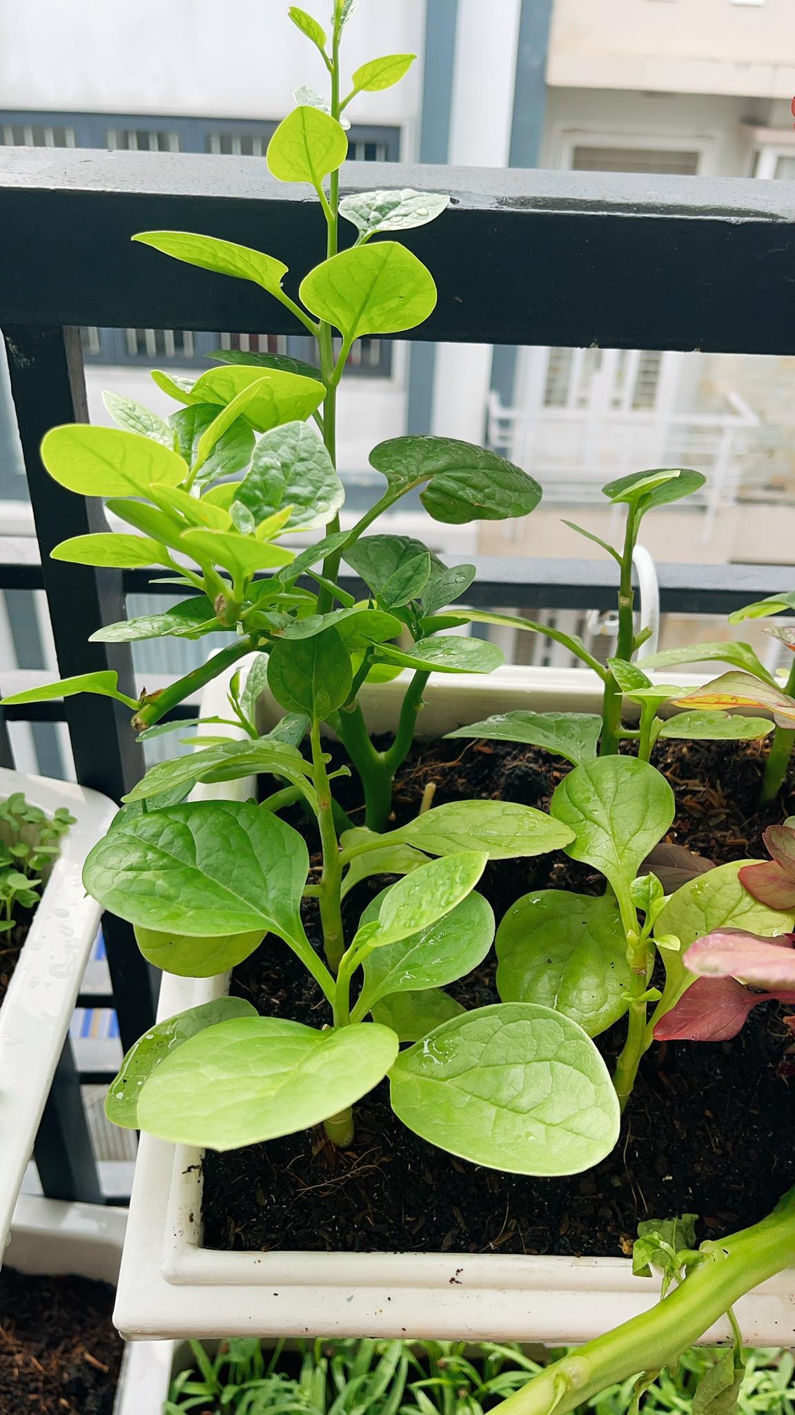 trồng rau xanh tại nhà ảnh 5 trong rau xanh tai nha anh 5