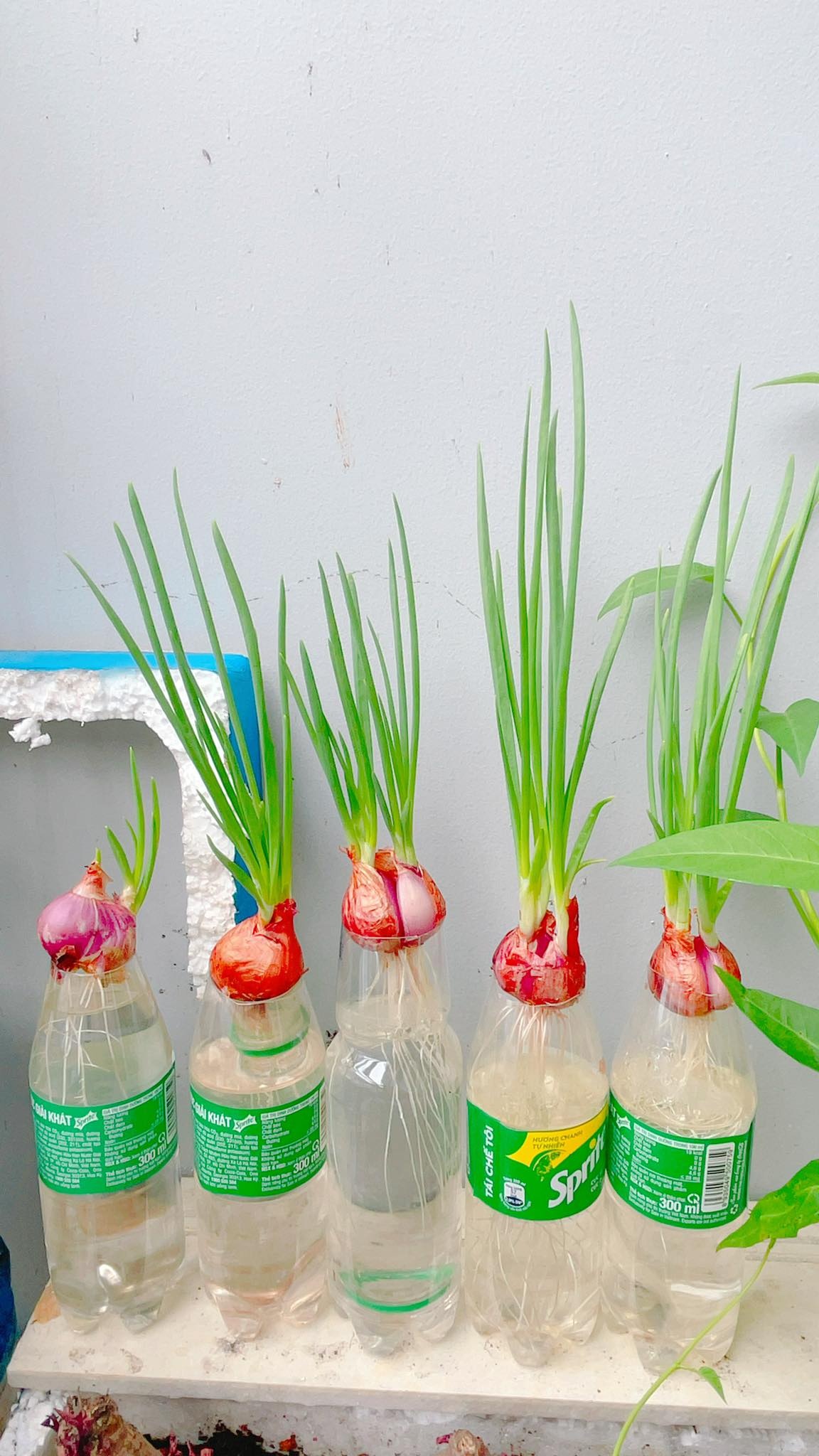 trồng rau xanh tại nhà ảnh 6 trong rau xanh tai nha anh 6