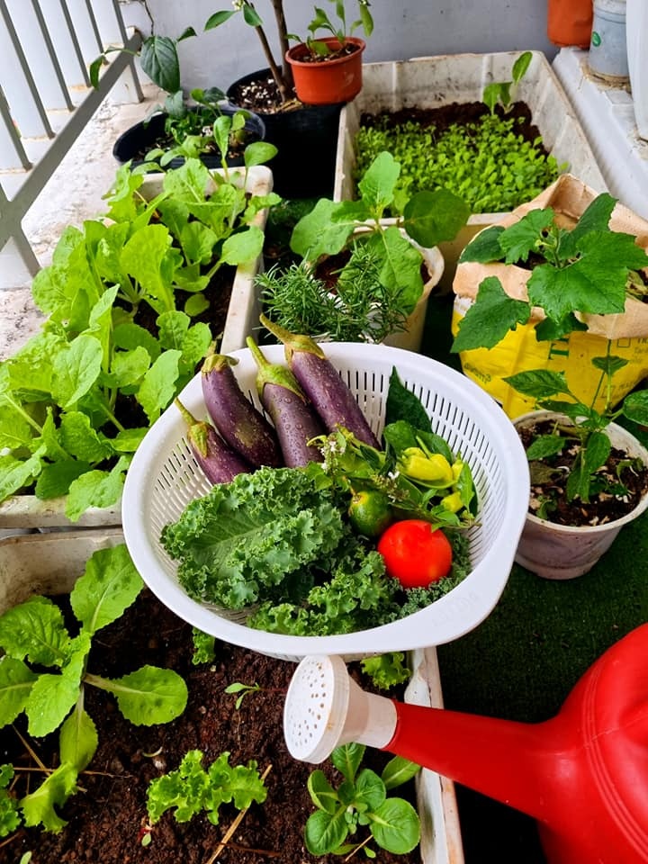 trồng rau xanh tại nhà ảnh 3 trong rau xanh tai nha anh 3