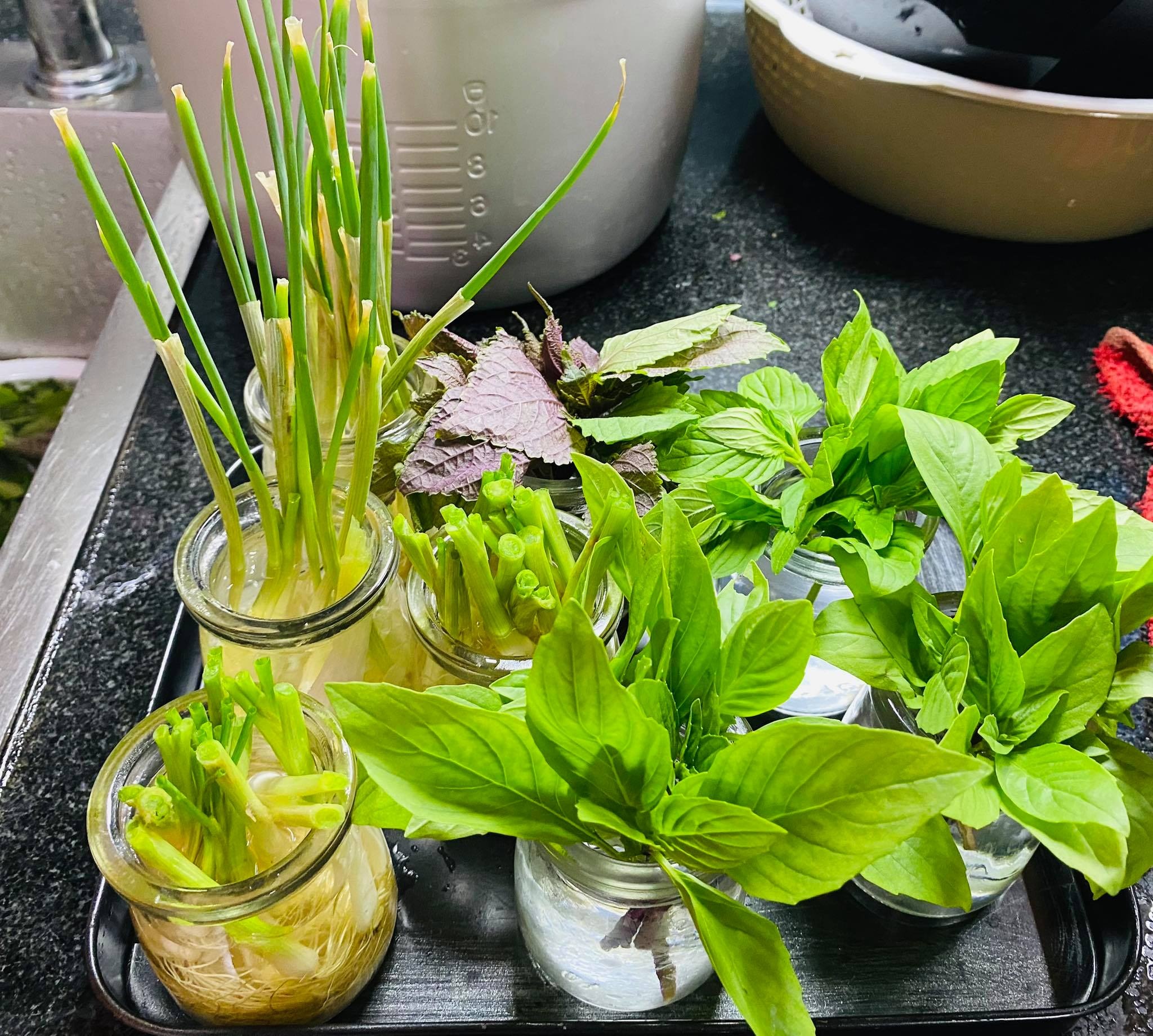 trồng rau xanh tại nhà ảnh 4 trong rau xanh tai nha anh 4