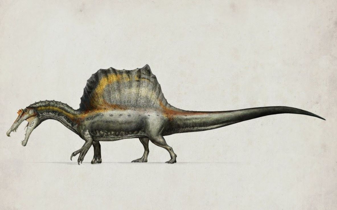 Chim co phai la hau due cua khung long? hinh anh