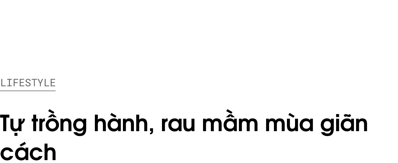 trong rau xanh tai nha anh 1