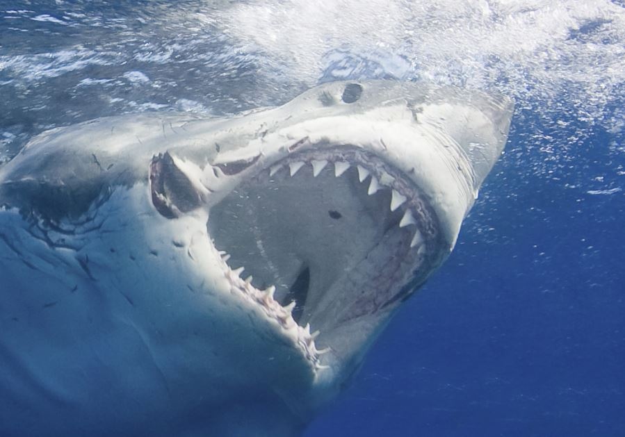 rang cua ca map trang lon anh 1