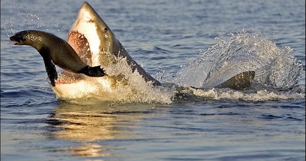 rang cua ca map trang lon anh 3