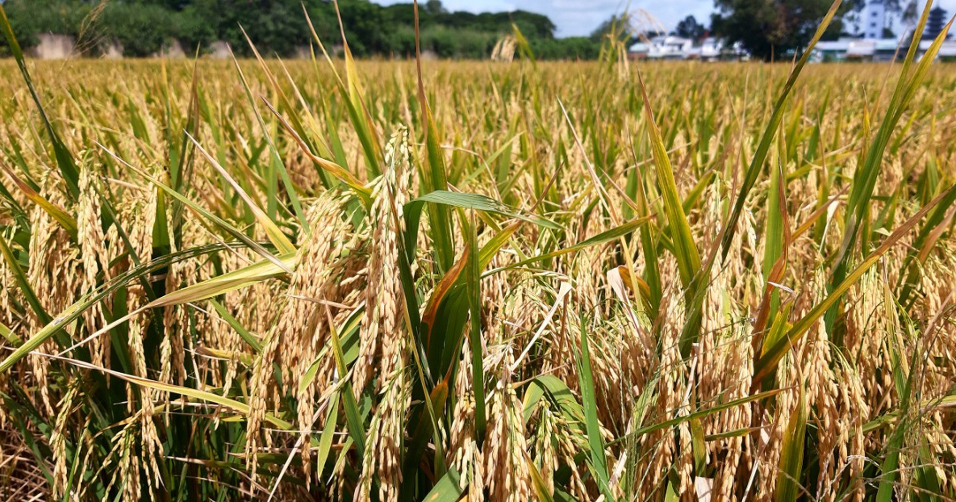 nguoi vo nhat an may bat banh duc anh 3