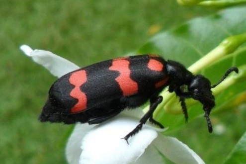 Tu vong vi an loai con trung co ten goi my mieu nhung sieu doc hinh anh