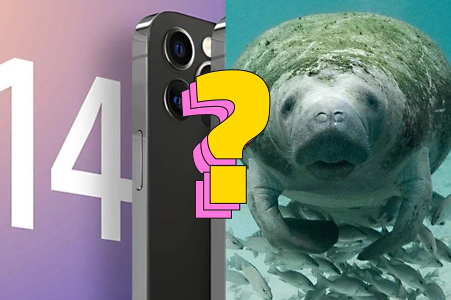 iPhone 14 se ra mat vao ngay nao? hinh anh