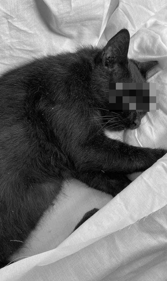 be trai nem meo anh 1