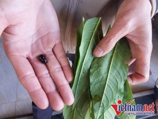 nhập viện trong đêm 29 ảnh 1 nhap vien trong dem 29 anh 1