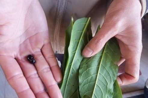 Ca nha nhap vien trong dem 29 Tet sau khi an la hang xom cho hinh anh