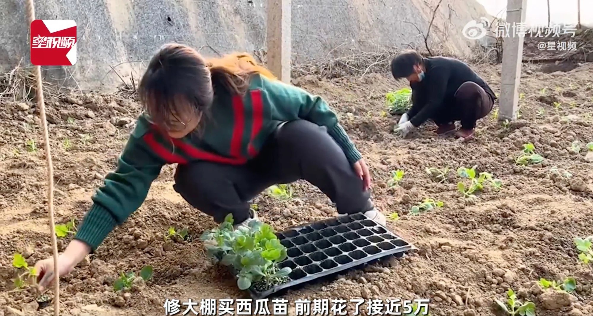 bo pho ve vuon anh 1