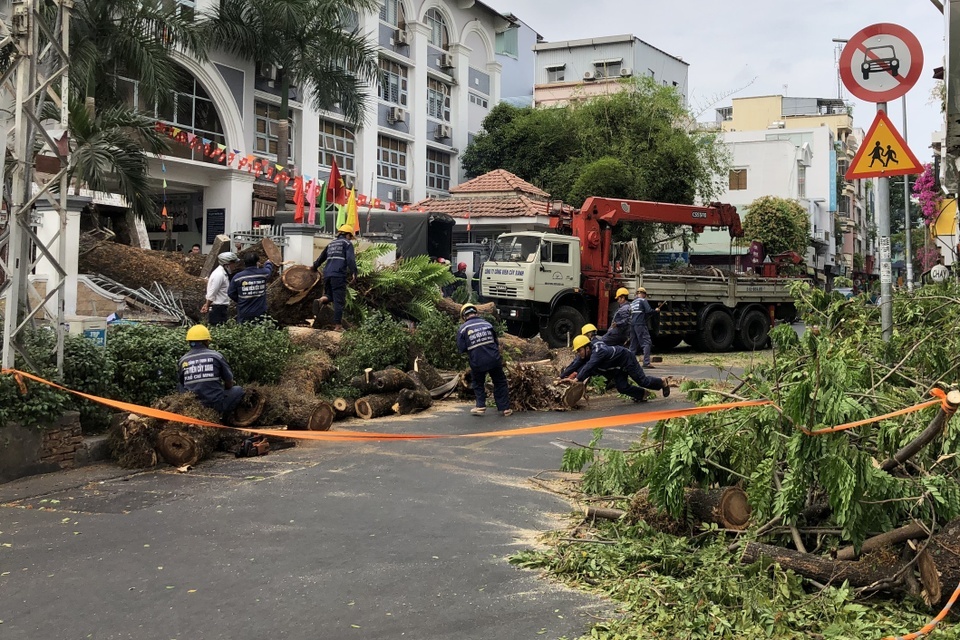 TP.HCM yeu cau ra soat cay xanh truong hoc sau vu cay de hoc sinh hinh anh