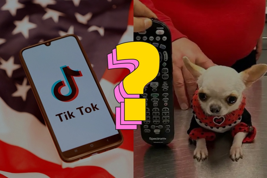 Chu cho giu ky luc nho nhat the gioi hinh anh