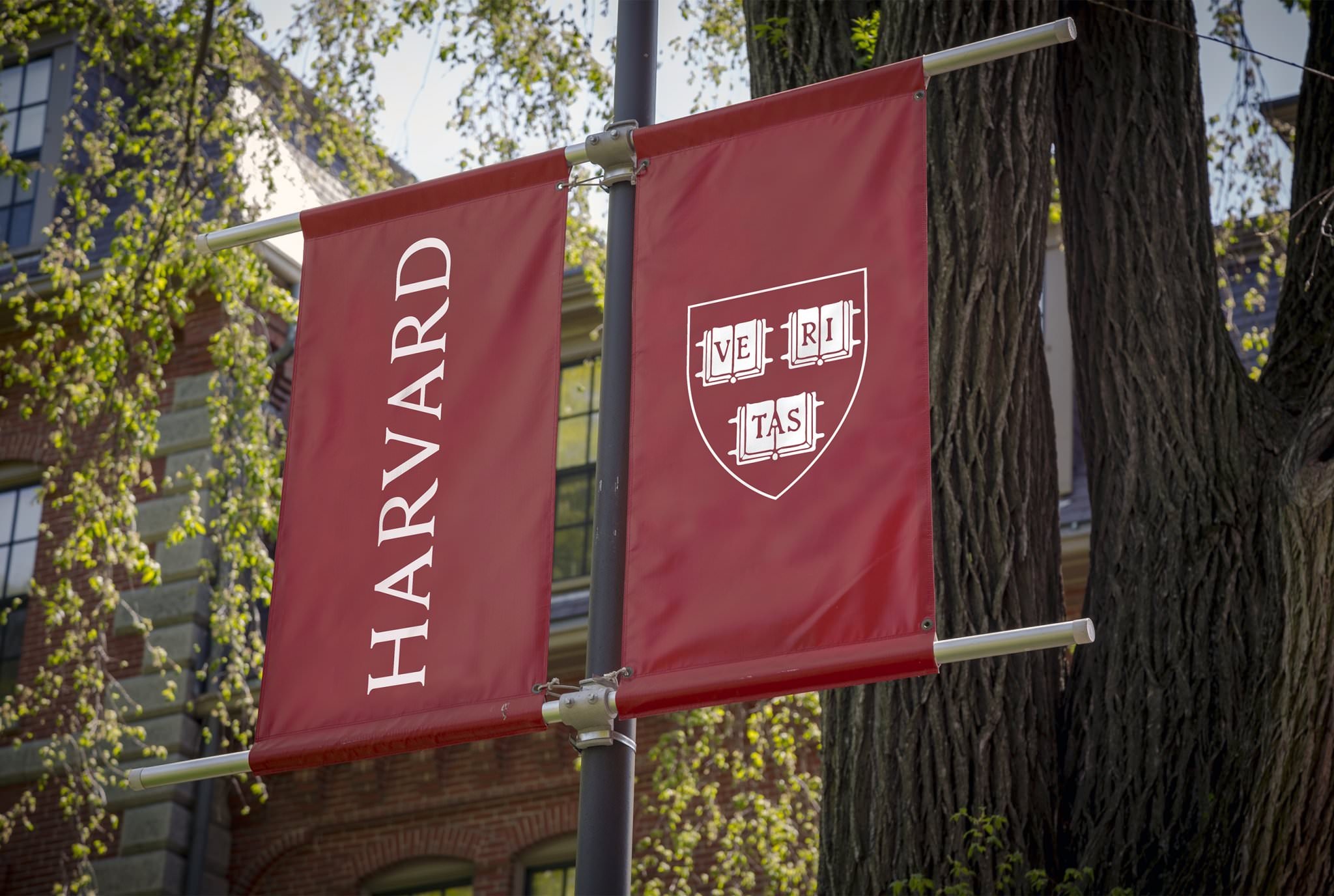 Bi Harvard, MIT tu choi du tung viet sach, diem SAT top 1% the gioi hinh anh