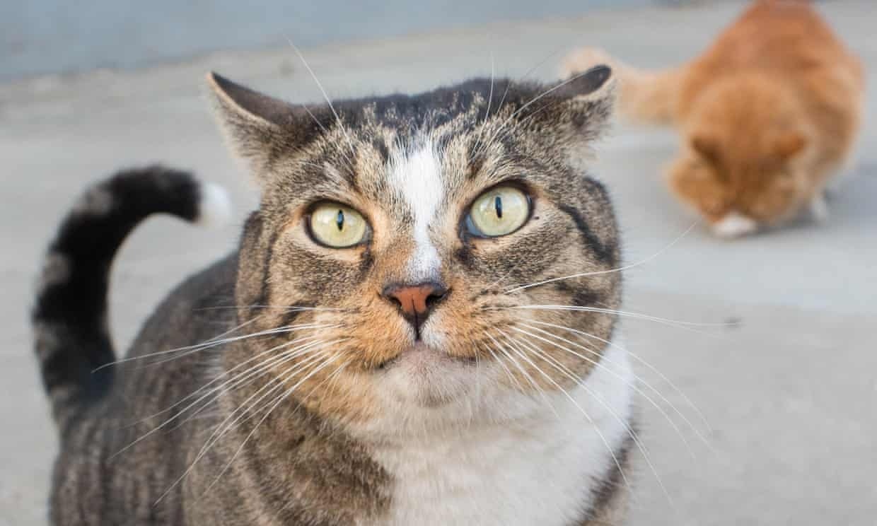 'Cai chet den' quay tro lai mot tieu bang My sau 8 nam hinh anh