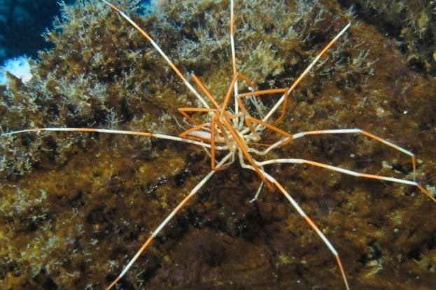 Su ky la trong cach 'cham con' cua nhen bien khong lo hinh anh