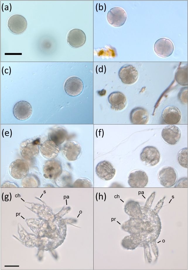 nhen bien khong lo anh 2