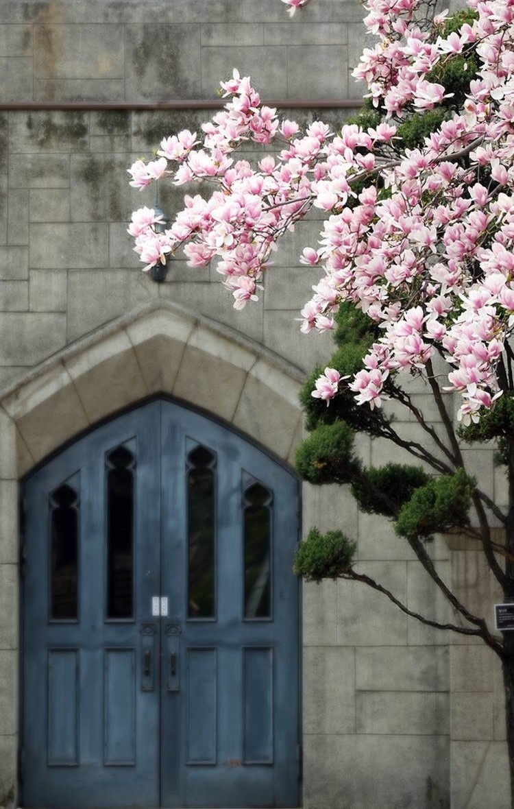 hoa anh đào nhật bản ảnh 3 hoa anh dao nhat ban anh 3