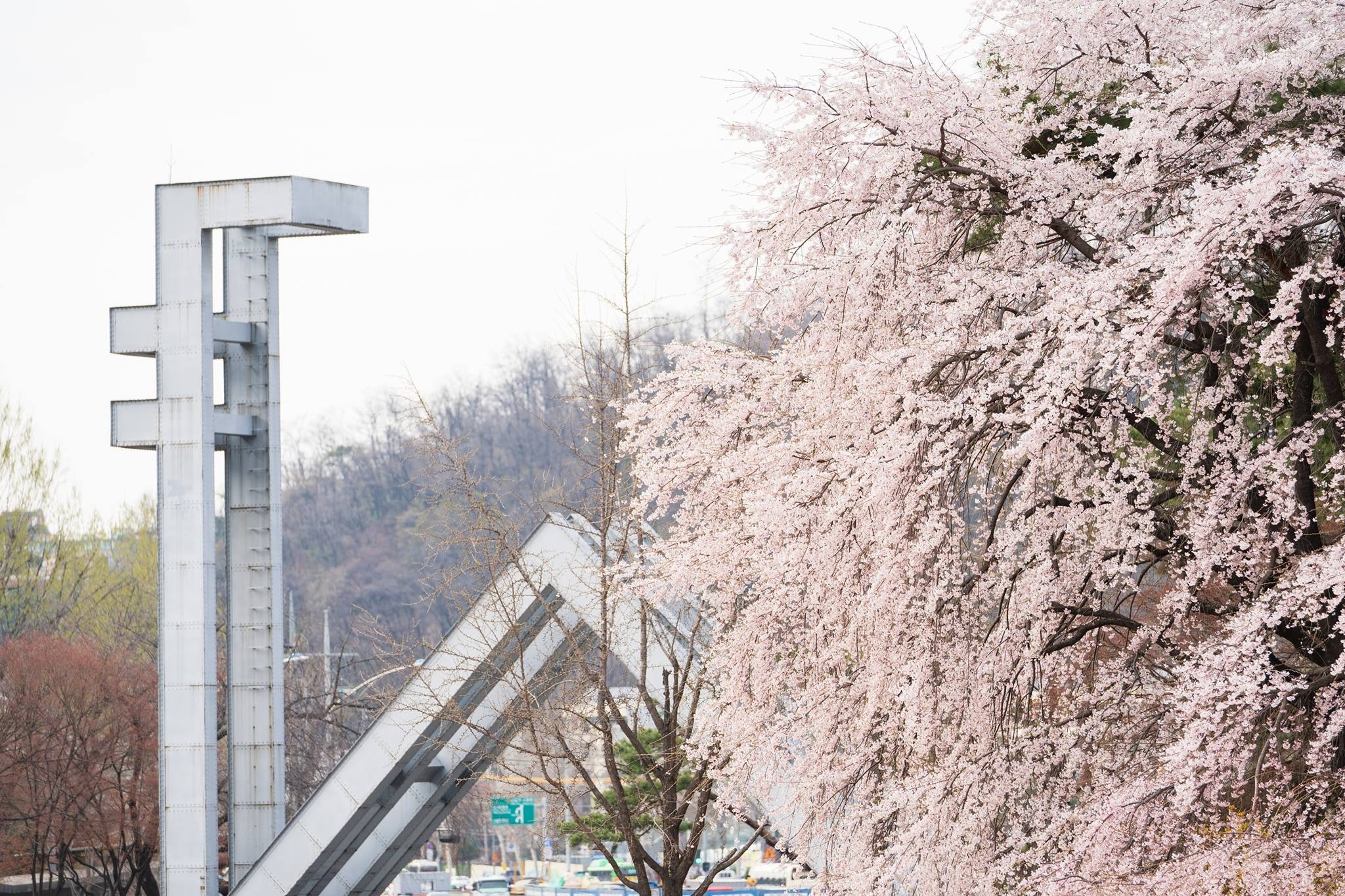 hoa anh dao nhat ban anh 1