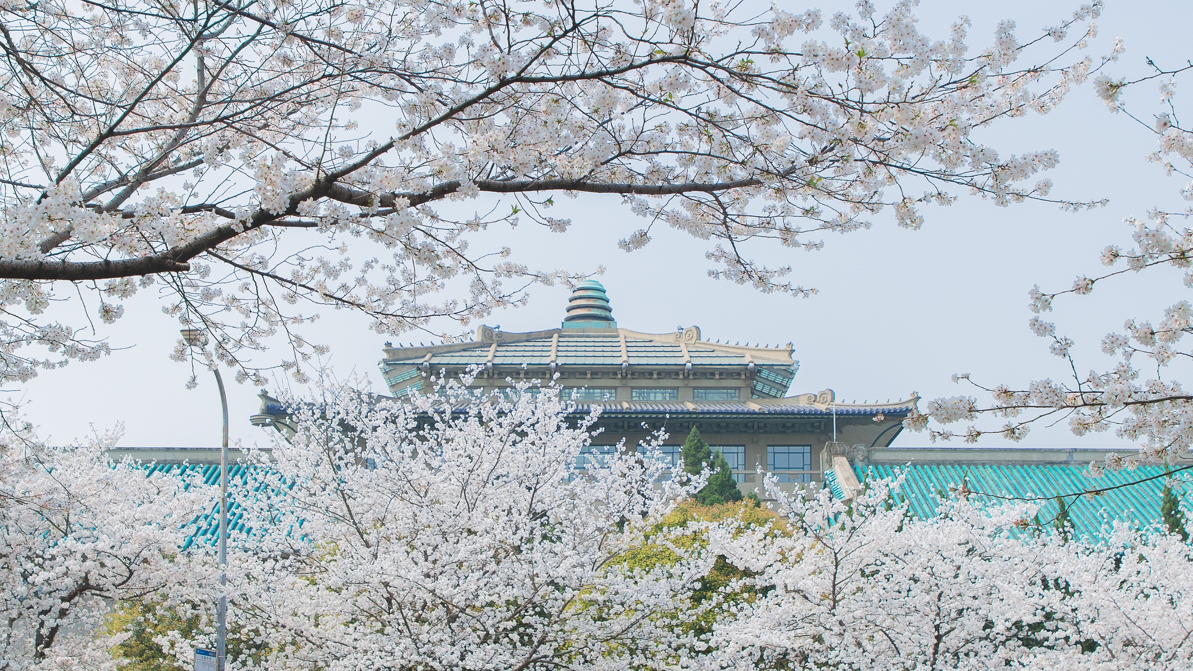 hoa anh dao nhat ban anh 10