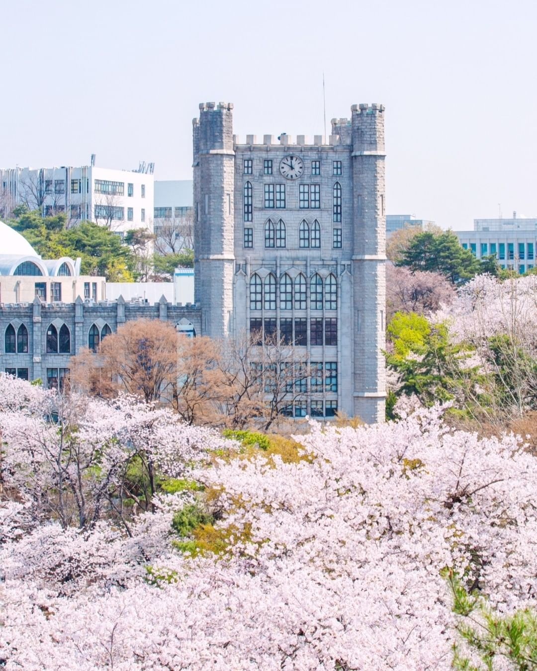 hoa anh đào nhật bản ảnh 5 hoa anh dao nhat ban anh 5