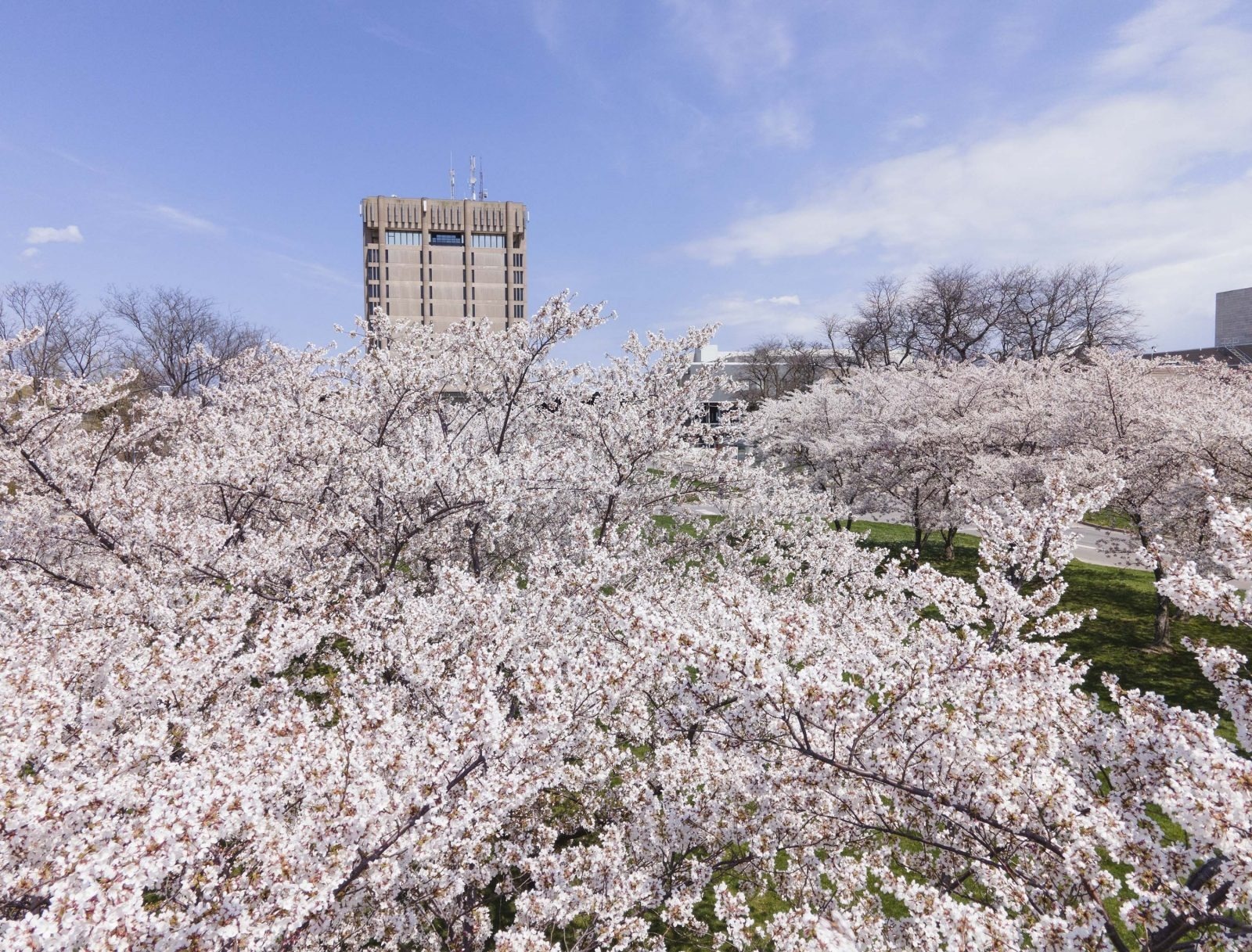 hoa anh dao nhat ban anh 6