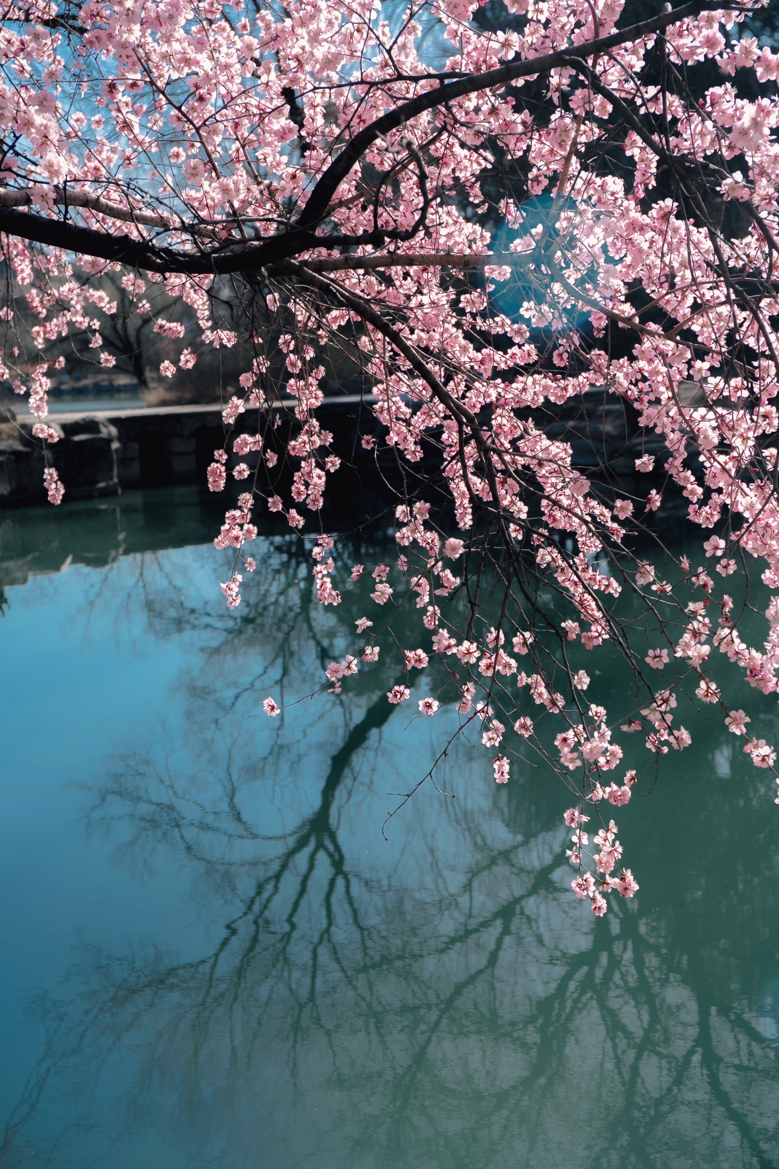 hoa anh đào nhật bản ảnh 12 hoa anh dao nhat ban anh 12