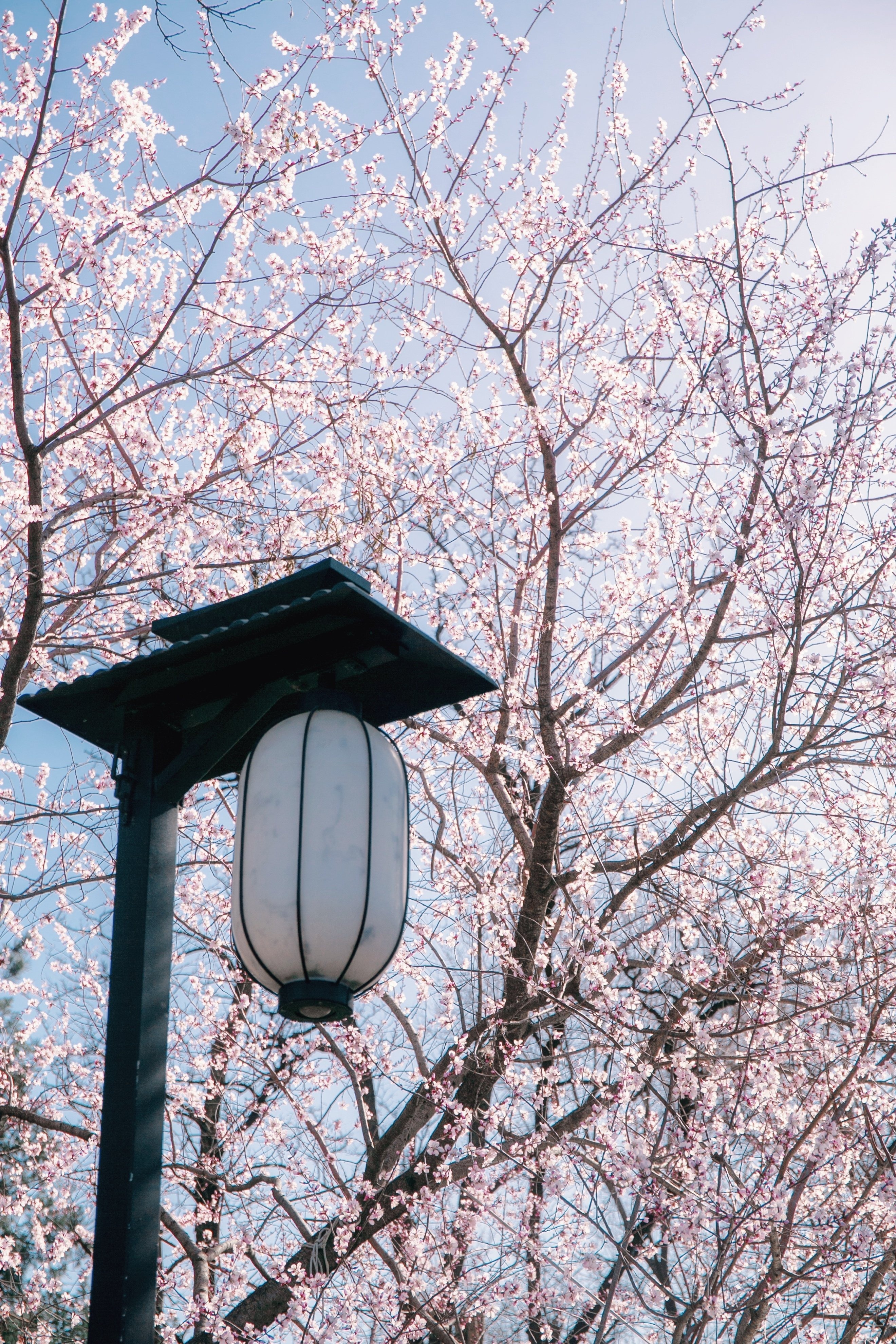 hoa anh đào nhật bản ảnh 11 hoa anh dao nhat ban anh 11