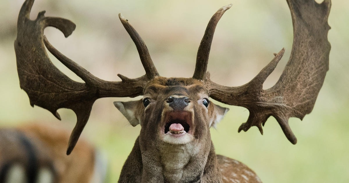 benh nai xac song anh 2