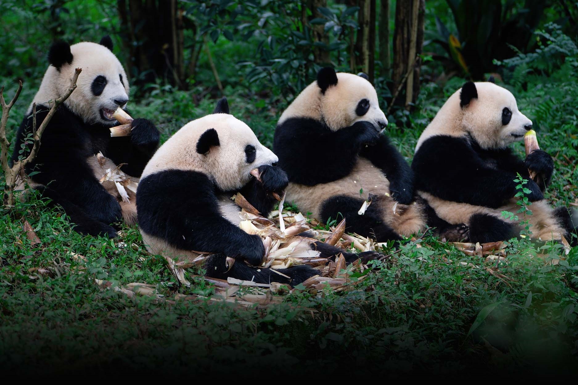 Trung Quoc mo truong dao tao chuyen gia ve gau truc hinh anh