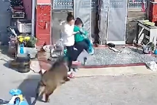 Con trai bi lon rung tan cong, me bi thuong khi co bao ve con hinh anh