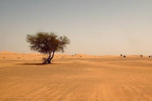 May bui khong lo tu sa mac chau Phi bay hang nghin km den My hinh anh