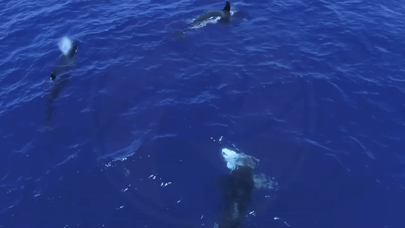 Cuộc chiến bất thường giữa những kẻ săn mồi đại dương