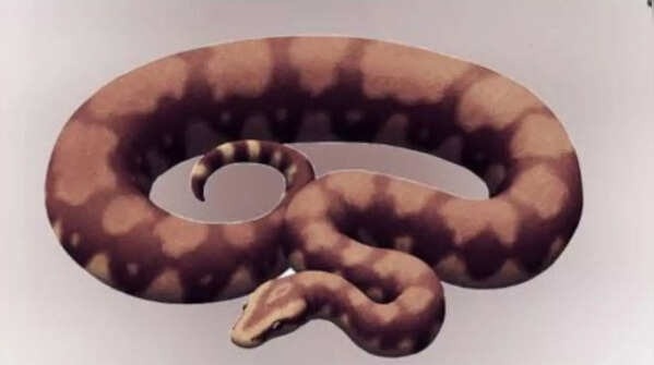 loai ran lon nhat anh 2