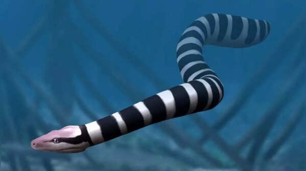 loai ran lon nhat anh 4