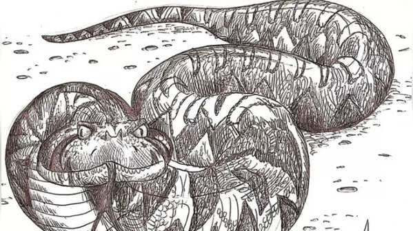 loai ran lon nhat anh 6