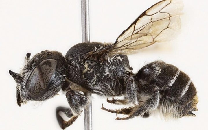 Phat hien loai ong co cap sung ky la hinh anh