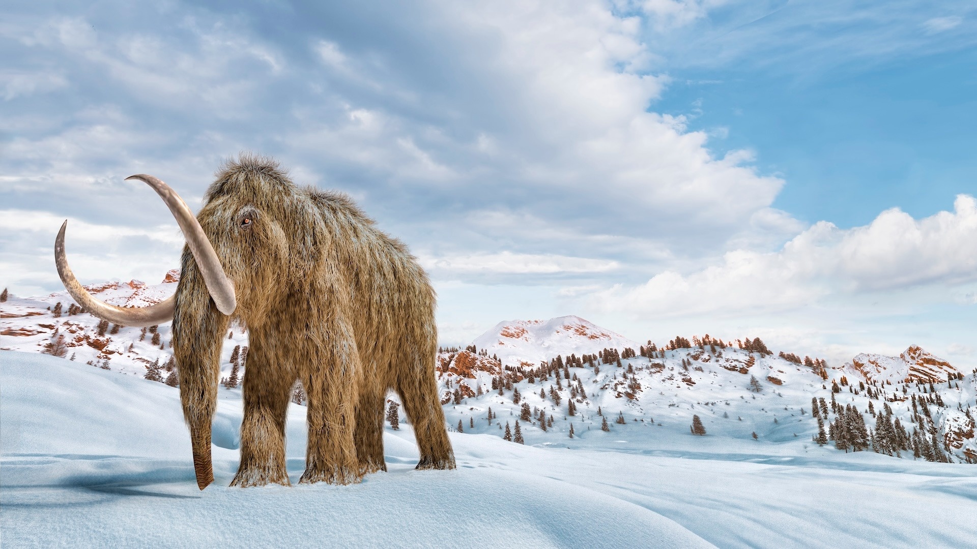 voi ma mut tuyet chung anh 1