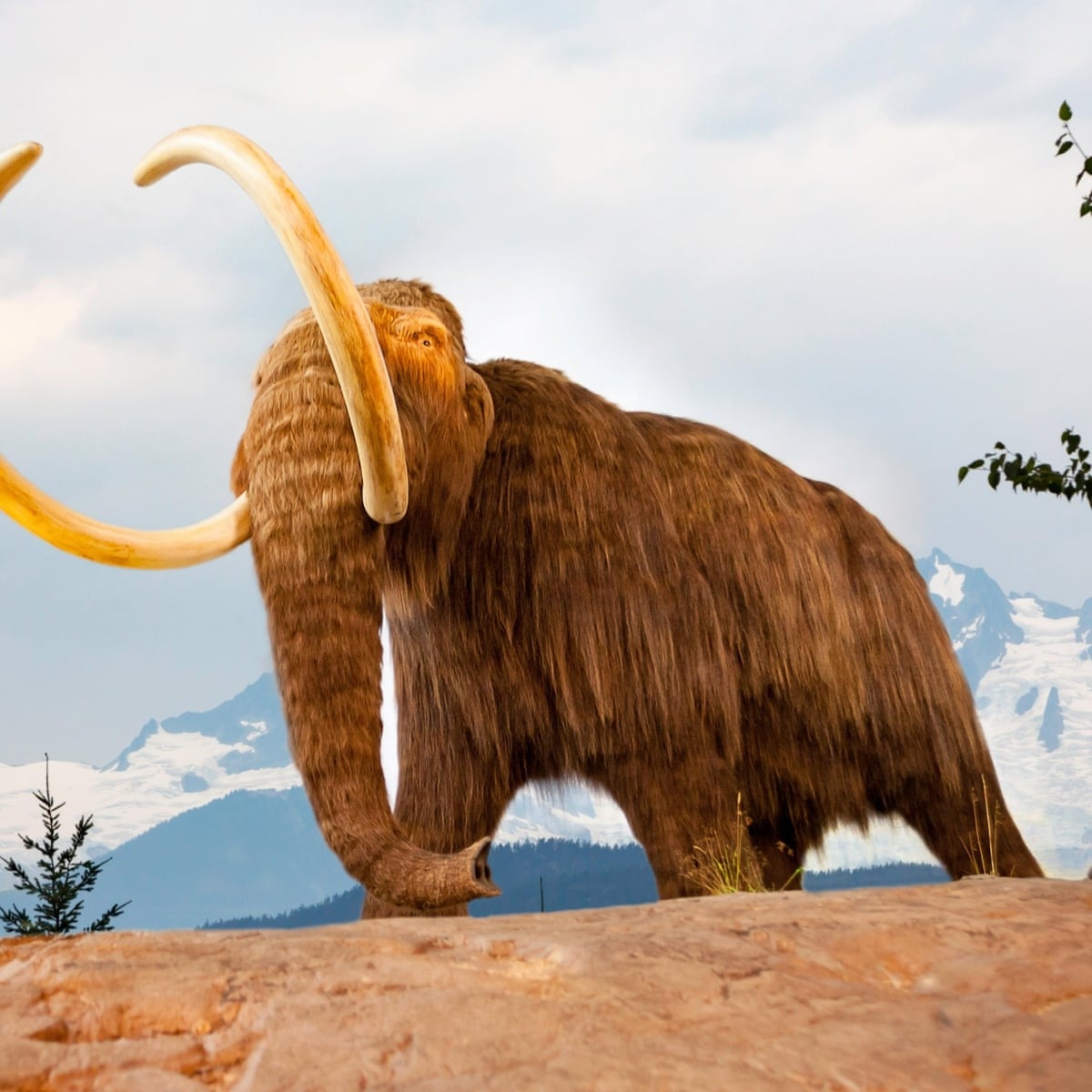 voi ma mut tuyet chung anh 5