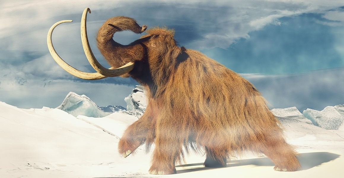 voi ma mut tuyet chung anh 3