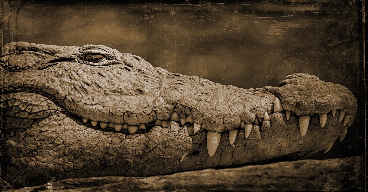 Ben trong xac ca sau 3.000 nam tuoi khien gioi khoa hoc bat ngo hinh anh