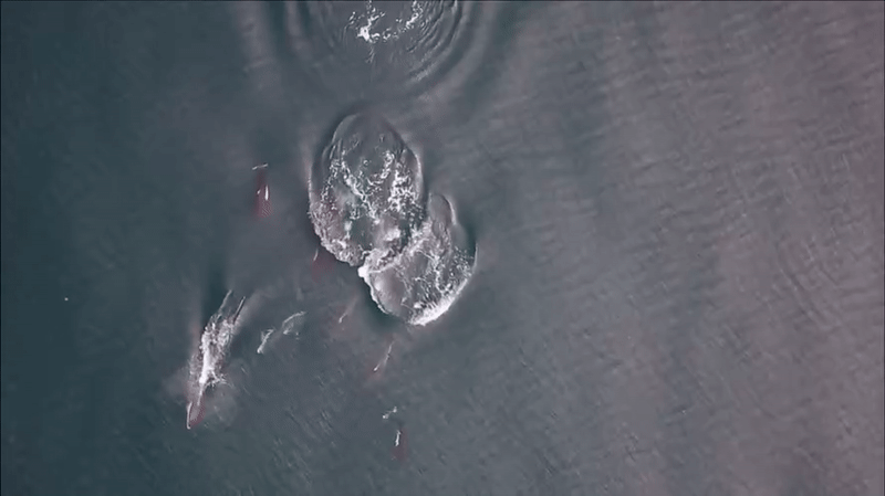 Khoa hoc phat hien man hop tac hiem co giua ca voi sat thu va ca heo hinh anh